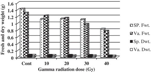 Figure 4. Gamma radiation impact on fresh and dry weight of Spunta and Valor plantlets.