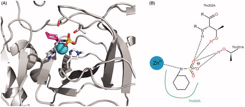 Figure 7. (A) Best docking solution for the interaction of cyclamate with the active site of TcCA. Histidine and important residues of the active site are highlighted in grey for carbon atoms, in red for oxygen atoms and in blue for nitrogen atoms. The zinc ion is represented as a non-bonded sphere in cyan. Colour code for cyclamate: Carbon atoms in violet, Nitrogen atoms in blue, sulphur atoms in yellow and oxygen atoms in red. (B) Schematic representation of the interactions between cyclamate and the active site of the TcCA model.