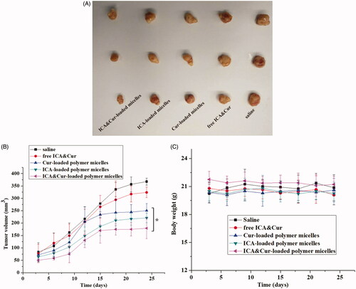 Figure 10. (A) The picture of isolated tumor tissue. (B, C) Tumor volume and body weight changes of nude mice during administration. (*indicates p < .05).