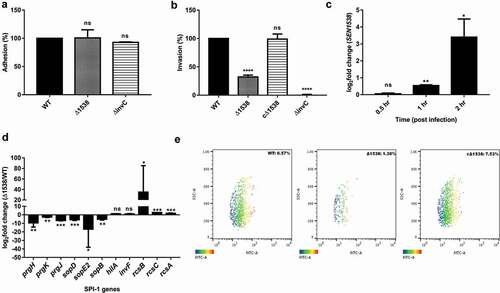 Figure 4. Δ1538 displays reduced invasion into HCT116 colon epithelial cells. Adhesion and invasion assay of WT, Δ1538 and the complemented strain cΔ1538 were performed in HCT116 cell line at MOI of 10. (a) Adhesion assays were performed on ice for 30 min. (b) Invasion assays were performed for 50 min. Noninvasive ΔinvC strain served as an experimental control. Data were represented as adhesion (%), invasion (%) for Δ1538, cΔ1538 and were compared to WT value normalized to 100%. (c) Expression of SEN1538 in HCT116 after infection with WT at indicated time points through qRT-PCR. (d) Expression of SPI-1 genes in Δ1538 compared to WT through qRT-PCR. 16s rRNA was taken as housekeeping gene in qRT-PCR analysis. Error bars indicate the mean ± SD of three independent experiments. (e) HCT116 cells were infected with GFP-expressing strains; WT-pCJLA, Δ1538-pCJLA and the complemented strain cΔ1538-pCJLA at MOI of 50. Invasion of strains was measured by the mean fluorescence intensity (MFI) of green fluorescent protein (GFP) expression (%). Data were acquired using BD FACScanto™ II cytometer (Becton–Dickinson, Erembodegem, Belgium) and analyzed by using Flowjo v. 10.4.2. Statistical significance: *, P < 0.05; **, P < 0.01; ***, P < 0.001; ****, P < 0.0001; ns, not significant, P ≥ 0.05; One-way ANOVA (Figure 4(a,b)); Student’s t-test (Figure 4(c,d))