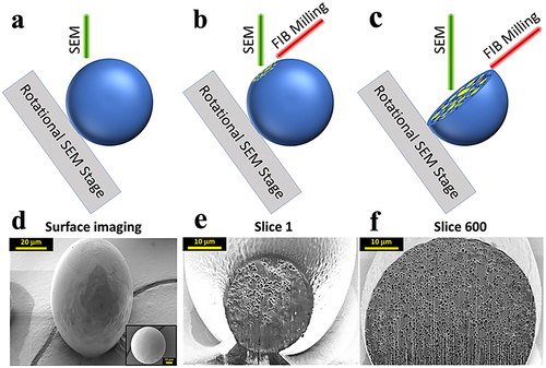 Figure 2 (a–c) Schematic overview of FIB-SEM imaging of PLGA microsphere samples: (a) cartoon representation of SEM imaging of the microsphere surface, (b) FIB milling and SEM imaging of the first cross section, and (c) FIB milling and SEM imaging of the 600th cross section. (d) SEM image of the microsphere surface prior to FIB milling and after stage rotation (inset showing top-down view of the same sphere) (e), the first cross section of the sphere and (f) the 600th cross section. Reprinted from Journal of Controlled Release, 349, Clark AG, Wang R, Qin Y, et al, Assessing microstructural critical quality attributes in PLGA microspheres by FIB-SEM analytics, 580–591, Copyright 2022,with permission from Elsevier.Citation8