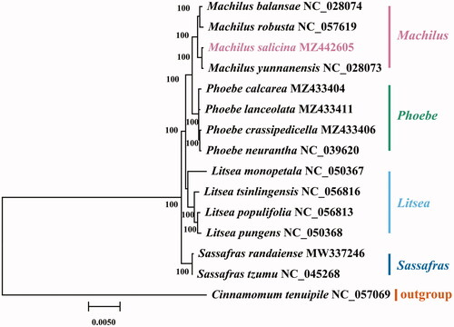 Figure 1. The maximum likelihood tree states the phylogenetic position of M. salicina in Lauraceae, with the number on each node denoting the bootstrap support value. The species is followed by the chloroplast genome sequence accession number that was used by GenBank.