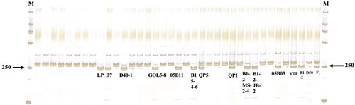 Figure 5. Results of digestion of dCAPS-tagged APRR2-d on 34 white-fruited peppers. M: DL2000.