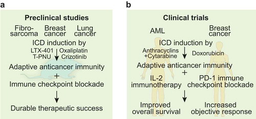 Figure 1. Preclinical and clinical evidence for immunogenic cell death-mediated sensitization to immune checkpoint blockade.(A). Preclinical work in syngeneic mouse models of fibrosarcoma, breast and lung cancer depicted the potency of immunogenic cell death (ICD) induced by agents such as the oncolytic compound LTX-401, the antibody drug conjugate T-PNU, the tyrosine kinase inhibitor crizotinib and the chemotherapeutic agent oxaliplatin to trigger adaptive anticancer immunity. Sequential combination with immune checkpoint blockade achieved durable therapeutic success. (B). Clinical trials in patients with acute myeloid leukemia (AML) that received consolidation therapy with anthracyclins and cytarabine followed by interleukin-2 (IL-2)-based immunotherapy or women with triple negative breast cancer that received doxorubicin before immune checkpoint inhibition with monoclonal anti-PD-1 antibodies depicted improved overall survival and increased objective response, respectively.