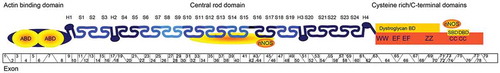 Figure 3. Dystrophin protein domains relative to the encoding exons (previously published [Citation28], used with permission from IOS press). Dystrophin function relies on the presence of at least one actin binding domain (encoded by exon 2–9 and exon 31–45) and the dystroglycan-binding domain (encoded by exon 64–70). Furthermore, the central rod domain (encoded by exon 10–63) does not tolerate deletions involving 36 or more exons.