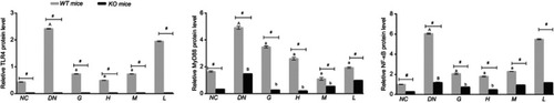 Figure 10 Effect of DMDD on the expression of proteins in the TLR4/MyD88/NF-κB pathway. NC: normal control, DN: diabetic nephropathy group, G: gliquidone group (10 mg.kg−1.d−1), H: high dosage of DMDD group (50 mg.kg−1.d−1), M: medium dosage of DMDD group (25 mg.kg−1.d−1), L: low dosage of DMDD group (12.5 mg.kg−1.d−1). A and B: compared with the WT and KO normal controls (P<0.05); a and b: compared with the WT and KO diabetic nephropathy groups (P<0.05); and #: compared with WT mice (P<0.05).