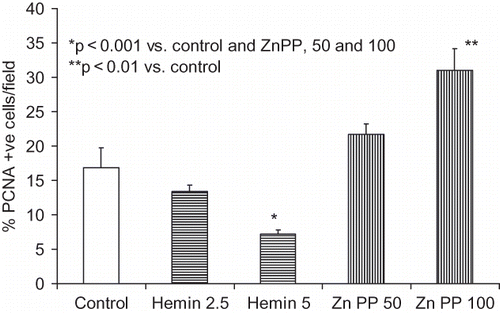 Figure 4.  Equal numbers of MCs grown on chamber slides were growth-arrested followed by incubation in media containing either vehicle (control), zinc protoporphyrin (50 and 100 μM), or hemin (2.5 and 5 μM). Six hours later, cells were labeled for PCNA. Percentage of p21 +ve cells was recorded in eight random fields using a light microscope. Results (mean ± SEM) are from three sets of experiments.