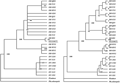 Figure 4. Phylogenetic trees of Dysmicoccus brevipes and Dysmicoccus neobrevipes based on ITS2 sequences. On the left is the MP tree, and on the right is the NJ tree. PAUP 4.10 software was used for the analysis. Planococcus minor and Phenacoccus solenopsis were included as outgroups. GU134673 is the homology sequence of pink pineapple mealybug from Brazil.