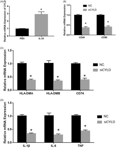 Figure 3. IL-33 promotes the antitumour activity of DCs by regulating CYLD expression. (A) CYLD expression was detected by qPCR. (B) The mRNA expression of CD40 and CD80. (C) The mRNA expression of antigen presentation genes (HLA-DMA, HLA-DMB and CD74). (D) The mRNA expression of cytokines (IL-1β, IL-6 and TNF). *p < .01 vs NC group.