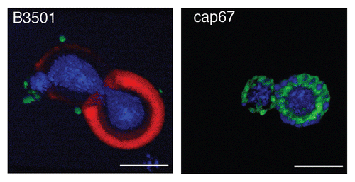 Figure 6 Reconstruction of capsular components. 3D confocal reconstructions from Z-series stacks of B3501 and cap67 cells. Green: GalXM, red: GXM, blue: MP98. Scale bar is 5 µm.