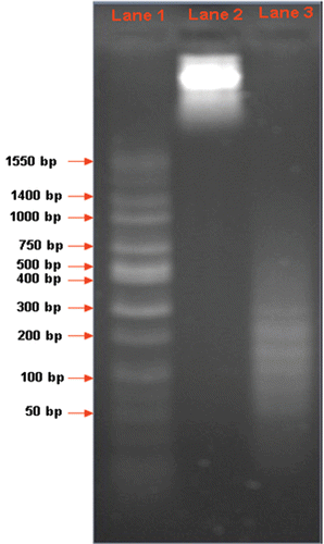 Figure 11. (Lane 1) wide-range DNA ladder sequence. (Lane 2) Total genomic DNA from untreated A549 cells. (Lane 3) Total genomic DNA from treated A549 cells.