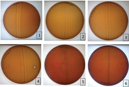 Figure 1. Results of MIC determination in blood agar. 1. Positive control; 2. Plate with 0.78 mg/mL; 3. Plate with 1.56 mg/mL; 4. Plate with 6.25 mg/mL; 5. Plate with 12.5 mg/mL; 6. Plate with 25 mg/mL