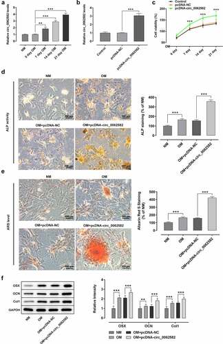 Figure 1. Overexpression of circ_0062582 promoted the osteogenic differentiation of hBMSCs. (a) Expression levels of circ_0062582 in hBMSCs was detected by RT-qPCR analysis. (b) Detection of the expression of circ_0062582 following addition of pcDNA-circ_0062582. (c) Viability of hBMSCs was measured using CCK-8 assay. (d) Alkaline phosphatase staining was used to detect the differentiation activity of hBMSCs. Magnification, x200. (e) Alizarin red staining was used to detect the mineralization levels of hBMSCs. Magnification, x200. (f) Protein expression levels of OSX, OCN and COL1 were tested by means of western blot assay. **P < 0.01 and ***P < 0.001. hBMSCs, human bone marrow mesenchymal stem cells; circ, circular RNA; OSX, osterix; OCN, osteocalcin; COL1, collagen type 1