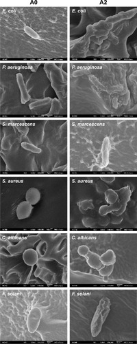 Figure 7 Morphological observation of various microorganisms seeded on hydrogels by scanning electron microscope. Left columns (control), right columns (antimicrobial hydrogels).Note: Reprinted from Biomaterials. 32(11). Zhou C, Li P, Qi X, et al, A photopolymerized antimicrobial hydrogel coating derived from epsilon-poly-l-lysine, 2704–2712, Copyright 2011, with permission from Elsevier.242Abbreviations: C. albicans, Candida albicans; E. coli, Escherichia coli; F. solani, Fusarium solani; P. aeruginosa, Pseudomonas aeruginosa; S.aureus, Staphylococcus aureus; S. marcescens, Serratia marcescens.