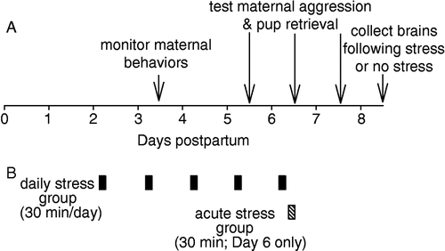 Figure 1 Overview of the timeline for behavioral observations (A) and restraint stress application for the daily and acute stress groups (B). See Methods for additional details. Daily stress ended 2 h prior to maternal behavior observations and 165 min prior to aggression testing. Acute stress ended just prior to aggression testing.