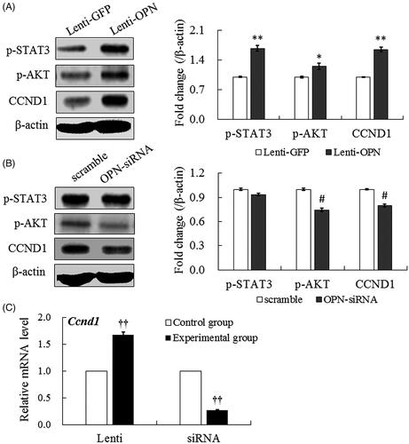 Figure 3. Endogenous OPN affected the activation AKT and STAT3 signaling pathways. (A) Western blots (left panel) and corresponding densitometry (right panel) showed up-regulated expressions of p-STAT3, p-AKT, and CCND1 (left panel) in Lenti-OPN group at 48 h after positive monoclonal BRL-3A cell lines were seeded. *p < .05, **p < .01 vs Lenti-GFP group. (B) Western blots (left panel) and corresponding densitometry (right panel) analysis showed the expressions of p-STAT3, p-AKT, and CCND1 in BRL-3A cells at 48 h after transfection with OPN-siRNA. #p < .05 vs scramble group. (C) qRT-PCR analyzed the expression of Ccnd1 gene in BRL-3A at 48 h after Lenti-OPN and Lenti-GFP were seeded or transfected with OPN-siRNA. ††p < .01 vs respective control group. The data are presented as mean ± SEM, and β-actin was used as a loading control.