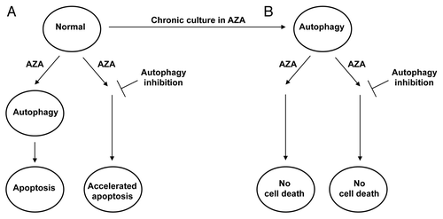 Figure 1 Coordinated regulation of autophagy and apoptosis by azacitidine. (A) Azacitidine (AZA) causes the induction of autophagy and apoptosis in acute myeloid leukemia (AML) cells, presumably through demethylation of DNA and perhaps through off-target effects. Inhibition of autophagy stimulates cell killing by AZA (B) Chronic exposure of the cells to AZA leads to a permanent state of elevated autophagy without cell death that is maintained upon transient withdrawal of AZA. Moreover, AZA-resistant cells fail to die in response to the readdition of AZA to the cells, even when autophagy is inhibited.