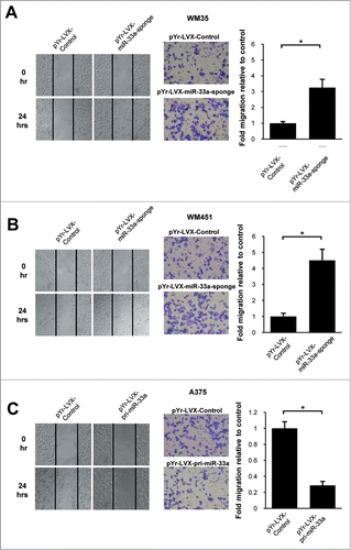 Figure 4. miR-33a inhibits melanoma cell migration. Cell scratch test and Transwell assay were used to detect miR-33a effect on melanoma cell migration. (A) WM35 cells transfected with pYr-LVX-miR-33a-sponge had a higher cell migration ability and more cells passing through the Transwell chamber as compared with those transfected with blank vector (*P < 0.05). (B) WM451 cells transfected with pYr-LVX-miR-33a-sponge had a higher cell migration ability and more cells passing through the Transwell chamber as compared with those transfected with blank vector (*P < 0.05). (C) The cell migration ability of pYr-LVX-pri-miR-33a-transfected A375 cells was significantly decreased as compared with the blank vector group, as well as the number of cells passing through the Transwell chamber significantly reduced (*P < 0.05).