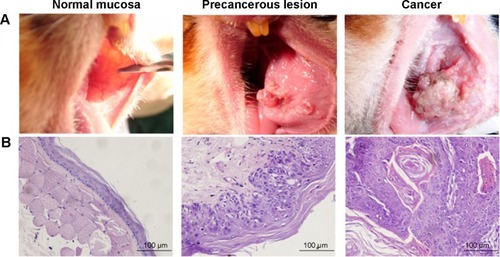 Figure 1 The golden hamster buccal mucosa carcinogenesis model.