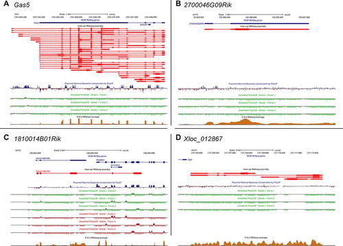 Figure 1. Genomic characterization of lncRNA candidates