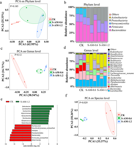 Figure 3. Metagenomic sequencing analysis uncovers obvious alterations in the composition and structure of the gut microbiome following 0.6 ~ 1.2 mg/kg of S-amlodipine treatment. (a), (c) and (f) Principal component analysis (PCA) of nine samples (CK group (N = 3) and S-amlodipine group (S-AM-0.6 and S-AM-1.2, N = 3 per group) based on phylum (a), genus (c) and species (f) level. (b) and (d) relative abundance of fecal bacteria at the phylum level (b) and genus level (d). (e) Relative abundance of bacteria in the gut was further analyzed using LEfSe analysis. (g) and (h) Heatmaps generated using R studio shows the taxonomic abundance at the species level based on metagenomic sequencing analysis results. The data is standardized. N = 3 per group. #, p < 0.05, and ##, p < 0.01, S-AM-0.6 group compared with the CK group; *, p < 0.05, and **, p < 0.01, S-AM-1.2 group compared with the CK group. (i-j) comparison of the taxonomic abundance of main species potentially associated with the production of LPS was performed based on metagenomic sequencing analysis. Significance was determined using t test analysis. Data are presented as the mean ± SEM. *p < 0.05, **p < 0.01.