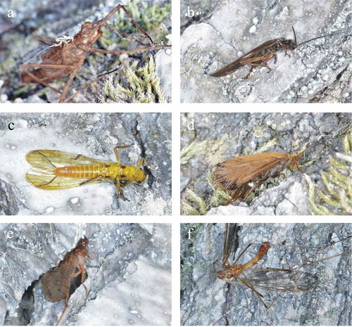Figure 8. Aquatic insects trapped by the painted white vertical sticky bark in experiment 3. (a) Nymphal skin of Calopteryx virgo. (b–c) Stoneflies (Plecoptera). (b) Common forestfly (Nemoura cinerea). (c) Isoperla tripartita. (d–e) Caddisflies (Trichoptera). (d) Rhyacophilidae. (e) Limnephilidae. (f) Crane fly (Tipulidae)