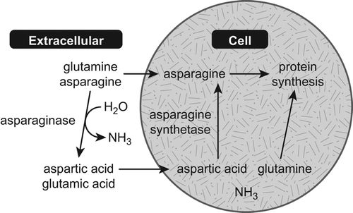 Figure 1. Mechanism of action of asparaginase [Citation1]. Adapted with permission from Muller and Boos, 1998 [Citation1].