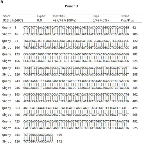 Figure 2 DNA sequencing for Primer A and B of TBX1 in healthy control showed no mutation in sequence thus the identity is 100%.