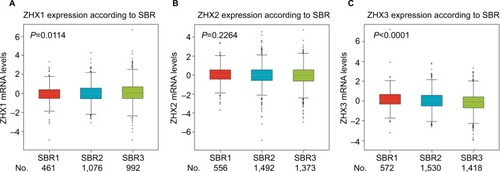 Figure 3 Correlation of mRNA expression of ZHX factors with SBR grade status.Notes: Global significant differences of ZHX1 (A), ZHX2 (B) and ZHX3 (C) between groups were assessed by Welch’s test to generate P-values, along with Dunnett– Tukey–Kramer’s tests for pairwise comparison when a global significant difference exists.Abbreviation: SBR, Scarff, Bloom and Richardson.