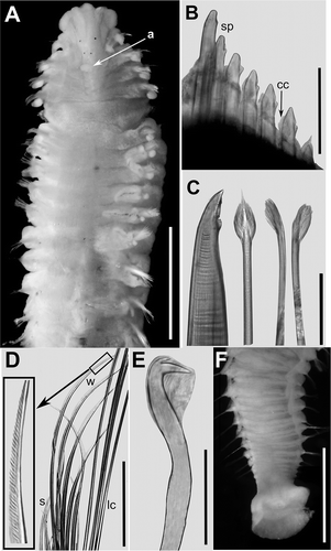 Figure 2. Polydora cornuta. A, anterior end, dorsal view; a = occipital antenna; B, chaetiger 5 from right side, dorsal view; sp = modified spines; cc = companion chaetae strictly adhering to convex side of the spine; C, chaetae from chaetiger 5: from left to right, unworn posterior spine; unworn posterior companion chaeta; worn anterior companion chaeta on convex (left) and concave (right) side; D, notopodial chaetae from chaetiger 20: s = short capillaries, w = winged capillaries, lc = long capillaries, the square shows the detail of the winged terminal part of the chaeta; E, hooded hook from posterior chaetigers; F, posterior end and pygidium. Scale bars: A = 1.5 mm; B, D = 100 mm; C = 50 mm; E = 30 mm; F = 1 mm.