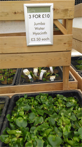 Figure 7. Eichhornia crassipes plants for sale at a garden centre south of London, U.K., in May 2017. Photograph: Benjamin Price.