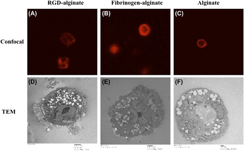 Figure 4. (A–C) F-actin staining of encapsulated cells. (D–F) TEM images of encapsulated cells.