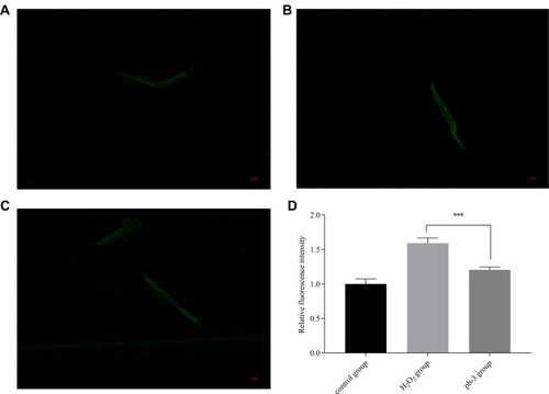 Figure 9 ((A) control group; (B) H2O2 group; (C) pb-3 group) fluorescence pictures of each group of wild-type C. elegans. (D) Effect of pb-3 on intracellular ROS accumulation in wild-type C. elegans (***p <0.001).