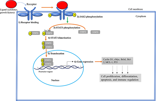 Figure 2 Schematic representation of the JAK2/STAT3 signaling pathway. (1) Receptor binding: Ligands such as cytokines and growth factors bind to extracellular domains of the receptors. (2) JAK2 phosphorylation: Following ligand binding receptor-associated JAK2 undergo phosphorylation to each other. (3) STAT3 phosphorylation: Activated JAK2 kinase domain (JH1) phosphorylates cytoplasmic tails of receptors, recruiting STAT3 to the receptor, and becomes phosphorylated at Tyr 705. (4) Dimerization: Phosphorylated STAT3 dimerizes at SH2 domain. (5) Translocation: Dimerized STAT3 translocates into the nucleus where it binds to the promoter region of DNA. (6) Gene Expression: Dimerized STAT3 acts as transcription factor and activates the transcription of target genes involved in regulating cell growth.