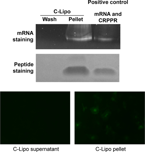 Figure S3 Gel electrophoresis after third wash step shows CRPPR-R9 incorporation in C-Lipo.Notes: To study whether the CRPPR-R9 peptide forms a complex together with mRNA and lipofectamine, C-Lipo formation and gel electrophoresis were conducted. C-Lipo was formulated as described in the manuscript, centrifuged at 14,000× g for 30 minutes, and the supernatant containing unbound CRPPR-R9 was removed. PBS (1 mL) was added to the solution, centrifugation repeated, and the supernatant removed. This wash step was conducted twice. During the third wash step, the pellet was redispersed with 20 μL PBS, centrifuged, and the solution was carefully collected into pellet and supernatant for gel electrophoresis. The supernatant of the wash, liposome pellet, and positive control were analyzed with SDS-PAGE gel electrophoresis. The gel was stained with SYBR Green and Coomassie Blue. The third wash solution did not stain any mRNA or CRPPR, showing that the wash steps were properly conducted. Positive control of the mRNA and CRPPR peptide shows that C-Lipo contains mRNA and CRPPR peptide. Moreover, unlike the supernatant of the centrifuged C-Lipo that could not transfect cardiac fibroblasts, pelleted C-Lipo transfected cardiac fibroblasts and generated eGFP. The results prove that the CRPPR peptide is associated in C-Lipo. Scale of width of each image is 50 μm.Abbreviations: eGFP, enhanced green fluorescence protein; PBS, phosphate buffered saline; SDS-PAGE, sodium dodecyl sulfate polyacrylamide gel electrophoresis.
