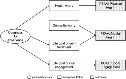 Figure 1. Overview of central findings. PEAA: perceived expectations for active aging. All effects shown were positive. Predictors whose effects were never significant are omitted for clarity. Dementia worry had a marginally significant effect in both the model with motivational predictors and the final model (with all predictors included). The effect of the life goal of self-fulfillment was not significant in the final model.