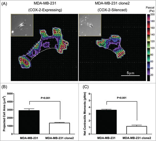 Figure 2. Effect of COX-2-silencing on the generation of traction force in invasive MDA-MB-231 cells. (A) Representative traction maps of MDA-MB-231 (COX-2-expressing vs. COX-2-silenced) cells. The projected cell area (B) and computed net contractile moments (C) of COX-2-expressing and COX-2-silenced cells (n = 31 cells for each group). Herein, projected cell area is presented as Mean + SE, and net contractile moment is presented as Geometric Mean ± SE.