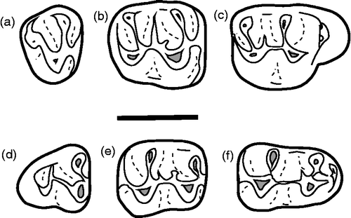 Figure 5 Primus microps. Anterior is to the right. (a) PMNH 788, left M3 (reversed); (b) PMNH 665, left M2 (reversed); (c) PMNH 662, right M1; (d) PMNH 625, right m3; (e) PMNH 2160, left m2 (reversed); (f) PMNH 677, right m1. Scale bar = 1 mm.