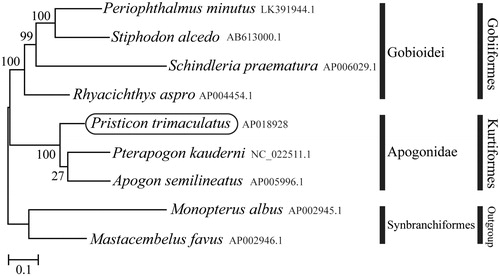 Figure 1. Phylogenetic position of Pristicon trimaculatus based on a comparison with the complete mitochondrial genome sequences of 9 species. The analysis was performed using MEGA 7.0 software. The accession number for each species is indicated after the scientific name.