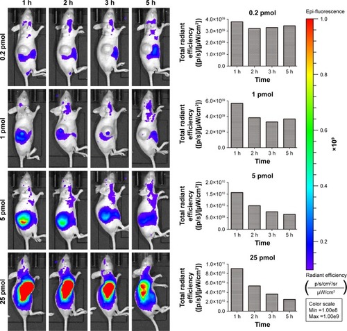 Figure 2 Temporal in vivo imaging of SW1990 pancreatic tumor-bearing mice intratumorally injected with different dosage of QDs-RGD.Notes: Images were captured by IVIS Lumina XRMS III Imaging System. Each mouse was conducted by intratumoral injection. All images are acquired under the same instrumental conditions (eg, excitation: 610 nm, exposure time: 1,000 ms, emission wavelength: 705 nm). Each image of mouse was conducted by the same color scale (min =1.00e8; max =1.00e9) and listed from left to right as time passed (1, 2, 3, and 5 h post injection). The data presented in the column diagram show the tendency of total radiant efficiency in the tumor area of each group as time passed.Abbreviations: max, maximum; min, minimum; QDs, quantum dots; QDs-RGD, QDs conjugated with arginine–glycine–aspartic acid peptide sequence; RGD, arginine–glycine–aspartic acid.