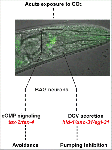 Figure 1. Acute exposure of Caenorhabditis elegans to elevated CO2 level causes animal avoidance and stops pharyngeal muscle contractions. Both responses are regulated by the BAG neurons but through separate signaling pathways. While avoidance requires cGMP signaling, the inhibition of muscle contraction in the pharynx is mediated by neuropeptide secretion. Both CO2 responses are decreased following starvation.