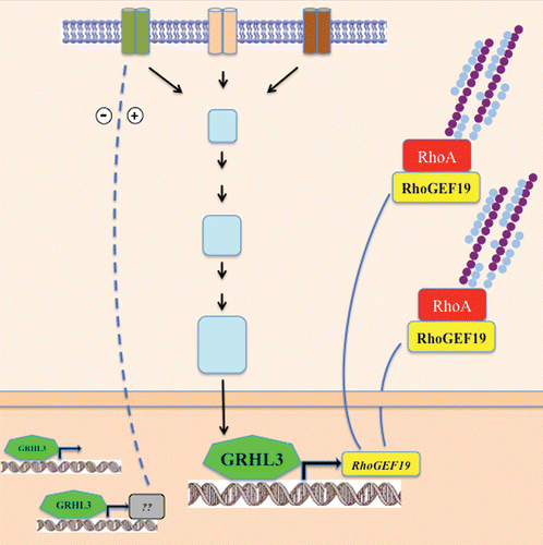 Figure 1 Schematic representation of receptors signaling to the cytoskeleton. Specific stimuli induce the transcriptional regulation of RhoGEF19 by GRHL3 to control RhoA GTPase and polarity in wound healing.