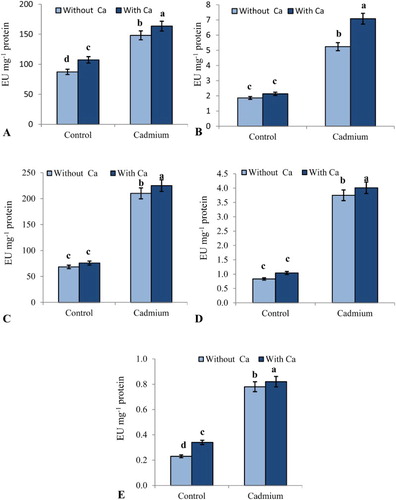 Figure 3. Effect of Cd stress (0.1 mM CdCl2) on (A) SOD (B) POD (C) CAT (D) APX and (E) GR in leaves of S. indicum with and without added calcium (50 mM CaCl2). Data presented are the means ± SE (n = 5).