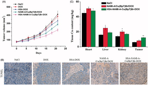 Figure 5. In vivo anti-tumor activity of HSA–NAMI-A–Cu(BpT)Br–DOX, three-drug combination, HSA-DOX, free DOX, and NaCl (n = 6). (A) Tumor volumes of MCF-7/ADR-bearing mice as a function of time. (B) Apoptotic cells were evaluated in tumor tissue using a TUNEL assay. (C) Tissue copper of MCF-7/ADR tumor-bearing nude mice after treatment with saline, three-drug combination and HSA–NAMI-A–Cu(BpT)Br–DOX. Results are the mean ± SD (n = 3): *p < .05; **p < .01.