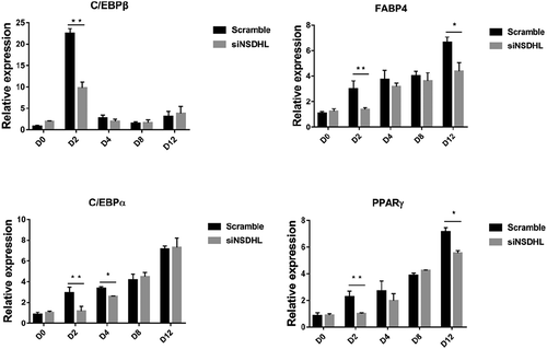 Figure 2. Suppression of NSDHL decreased the expression of adipogenic genes in 3T3-L1 cells adipogenic program.