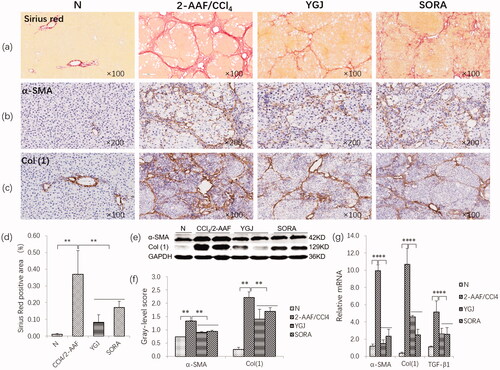 Figure 1. YGJ inhibits the activation of hepatic stellate cells and fibrosis. (a) Sirius red staining (×100). (b) α-SMA immunostaining (×200). (c) Col (1) immunostaining (×200). (d) Sirius Red-positive region. (e) α-SMA and Col(1) protein bands were depicted in immunoblots, and (f) the histogram is a densitometric analysis of the protein bands (n = 5 per group). (g) α-SMA, Col(1) and TGF-β mRNA expressions were measured by RT-PCR and normalized to GAPDH mRNA (n = 5 per group). **p < 0.01. N: untreated group (control); 2-AAF/CCl4: 2-acetylaminofluorene/carbon tetrachloride-treated group; YGJ: 2-AAF/CCl4 + Yiguanjian decoction-treated group; SORA: 2-AAF/CCl4 + sorafenib-treated group.