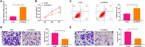 Figure 2. Overexpression of FOXO3a impacts the cervical cancer cell biological functions. (A) FOXO3a transfection efficiency in cells was measured by qRT-PCR, and FOXO3a expression was elevated in cells transfected with oe-FOXO3a in contrast to those transfected with oe-NC. (B) CCK-8 assay for evaluating the cell proliferation capacity upon transfection of oe-FOXO3a and oe-NC. (C) The cell apoptosis rate upon transfection of oe-FOXO3a and oe-NC was measured by flow cytometry. (D and E) The cell migratory and invasive capabilities upon transfection of oe-FOXO3a and oe-NC were assessed by Transwell assay. *p < 0.05.