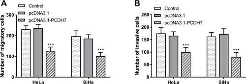 Figure 4 The up-regulation of PCDH7 affects cell migration and invasion. (A) Up-regulation of PCDH7 significantly inhibited the migration abilities of HeLa cells and SiHa cells (***P < 0.001). (B) Overexpression of PCDH7 significantly suppressed the invasive ability of HeLa cells and SiHa cells (***P < 0.001).