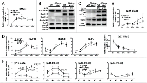 Figure 5. The partial G1-S block induced by PP4 deficiency is associated with enhanced expression of CDK inhibitors p16/Ink4a and p15/Ink4b. (A, D-F) RNA was collected from T cells activated as in Fig. 3A at the specified time for qPCR analyses. Fold inductions relative to unstimulated WT T cells, after compensating for signals from β–actin, are shown for the respective genes (n = 3–7). (B-C) MACS-purified T cells were activated as above with their lysates collected at the indicated time for western blot analyses. Representative protein gel blotting results are shown (n = 3–5). 3 + 28, anti-CD3ε+anti-CD28 stimulation.