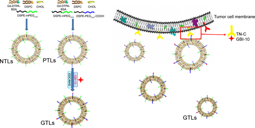 Figure S1 Schematic illustration for the preparation of the liposome formulations and the targeting effect of GTLs to TN-C in tumor cells and tumor neovasculature.Abbreviations: Gd⋅DTPA⋅BSA, Gd (III) [N,N-bis-stearylamidomethyl-N′-amidomethyl] diethylenetriamine tetraacetic acid; DSPC, 1,2-distearoyl-sn-glycero-3-phosphocholine; NTLs, nontargeted gadolinium-loaded liposomes; PTLS, pretargeted liposomes; EDC, 1-ethyl-3-(3-dimethyl aminopropyl)-carbodiimide; NHS, N-hydroxysuccinimide; GTLs, GBI-10-targeted gadolinium-loaded liposomes; CHOL, cholesterol.
